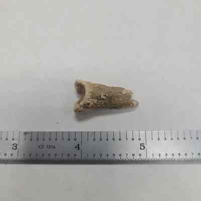 Bone