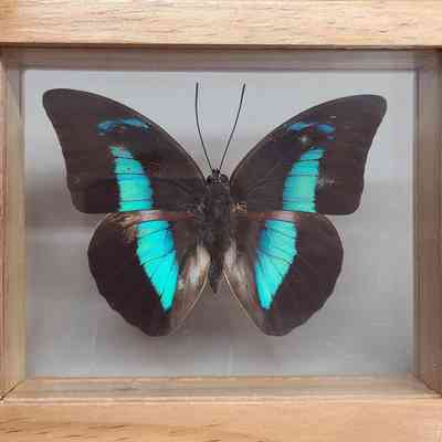 One-spotted Prepona Butterfly