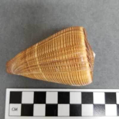 Seashell