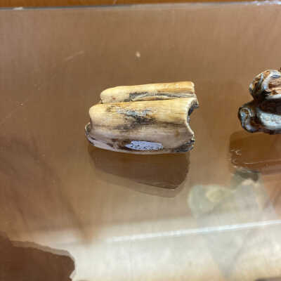 Undulate Tooth