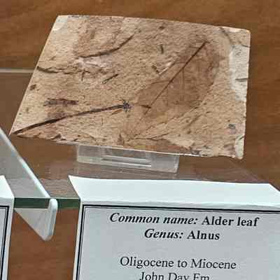 Alder Leaf