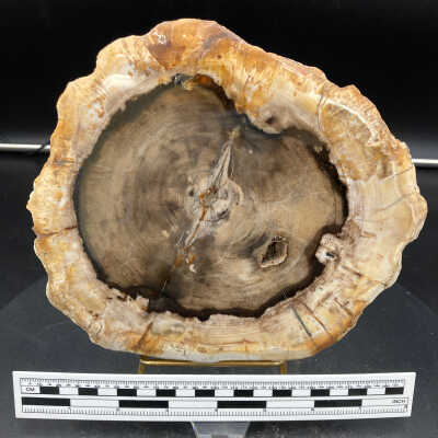 Petrified Wood