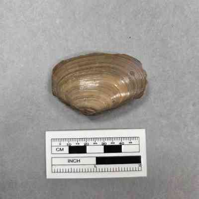 Fossil: Shell.