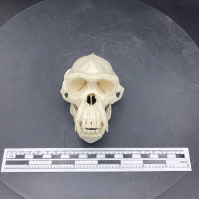 Chimpanzee skull (cast)
