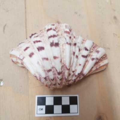 Seashell