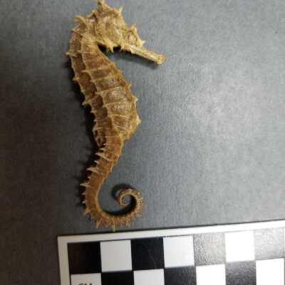Seahorse