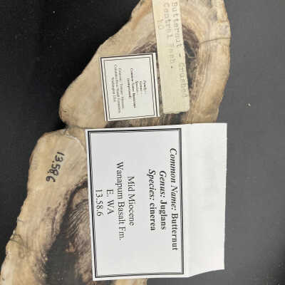 Back of object