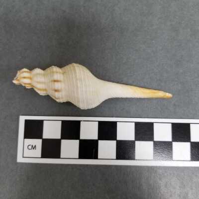 Seashell
