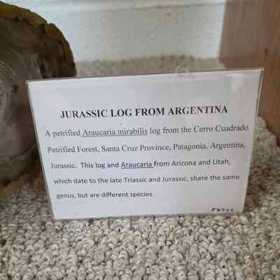 The image shows a museum display featuring a petrified Araucaria mirabilis log from the Cerro Cuadrado Petrified Forest in Argentina. A descriptive sign provides information about the log, stating its origin from Santa Cruz Province in Patagonia, during the Jurassic