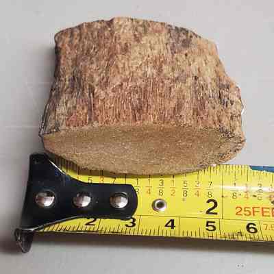 Palm Wood