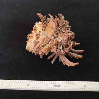 Spine Murex