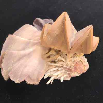 Shells on Spiny Oyster