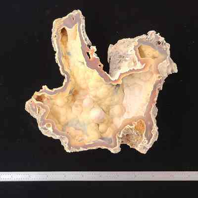 Agatized Coral