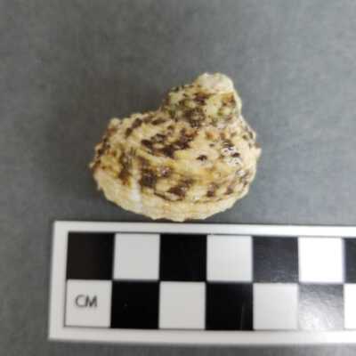 Seashell