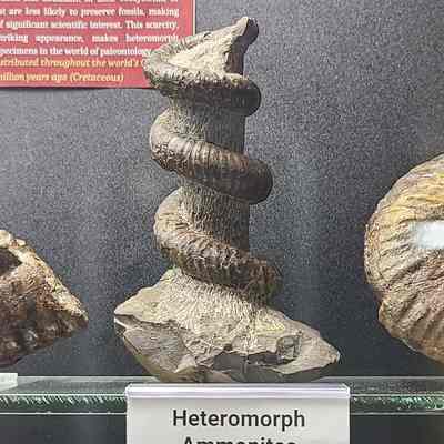 Heteromorph Ammonite