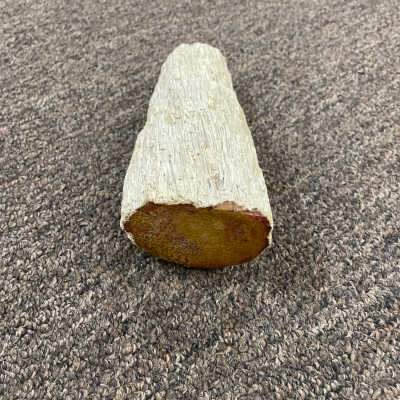 Petrified Palm