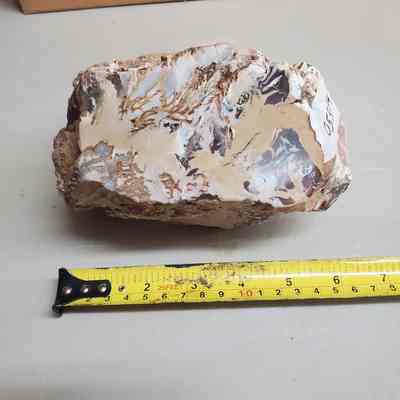 Roxy Ann Petrified Wood