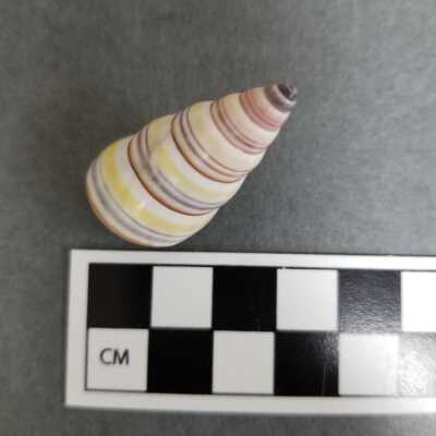 Seashell