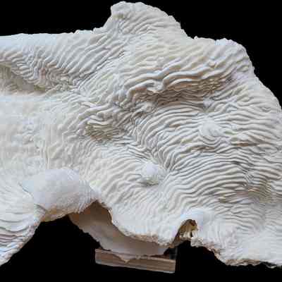 Elephant Ear Coral
