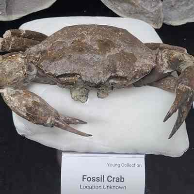 Petrified Crab
