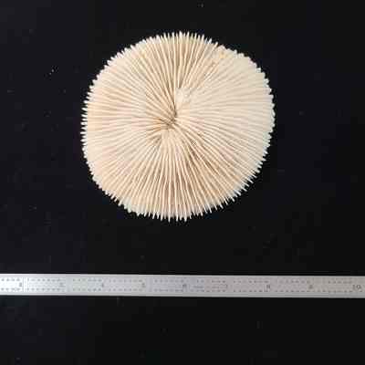 Mushroom Coral