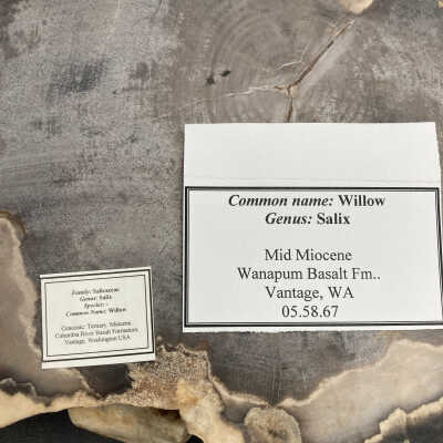 Back of object