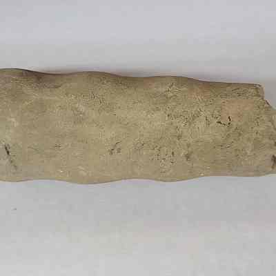 Bacculites