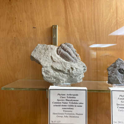 Trilobite