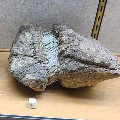 Asbestos (var. Amosite)