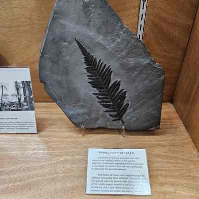 Fern Fossil