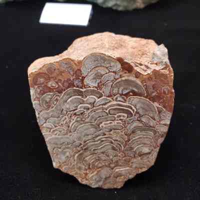 Mushroom Jasper