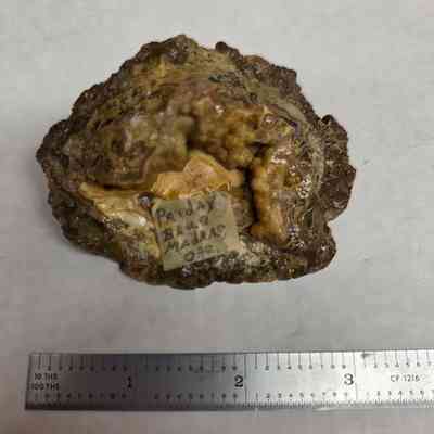 Reverse side with attached masking tape location data "Priday Blue, Madras, Ore."