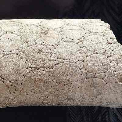 Glyptodon Tail