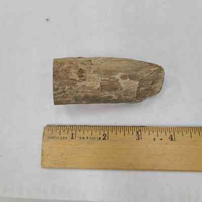 Basswood