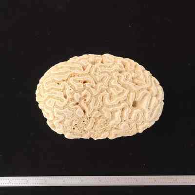 Brain Coral