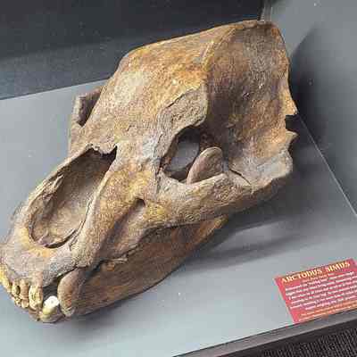 Short-nose Bear Skull
