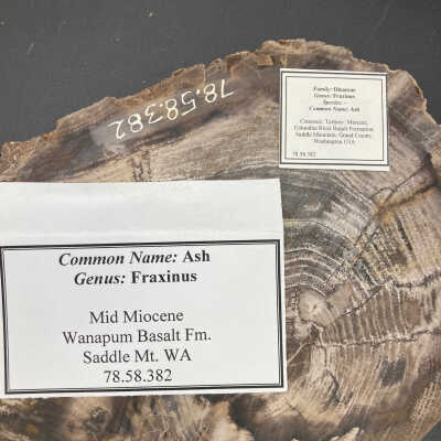 Two tags, different Formations