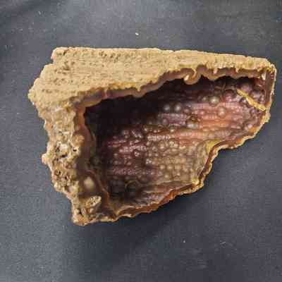 Agatized Coral