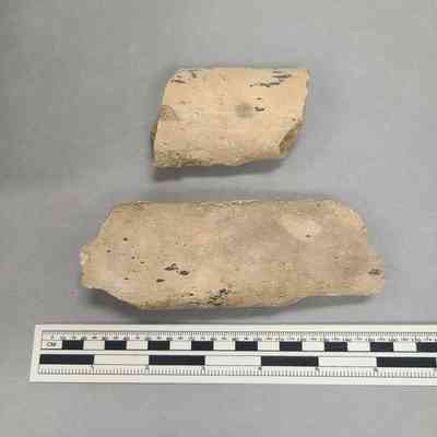Rib Bone Fossil
