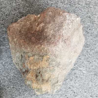 Dinosaur bone