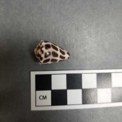 Seashell