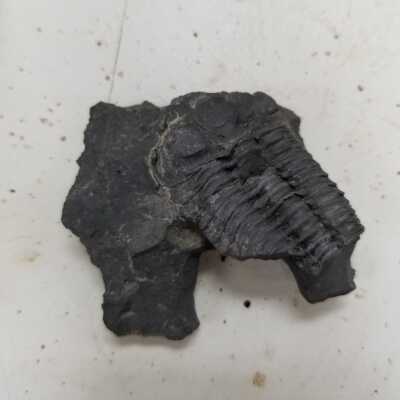 Trilobite