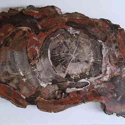 Araucaria