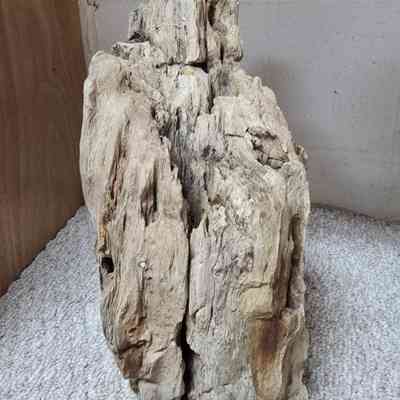 Sequoia
