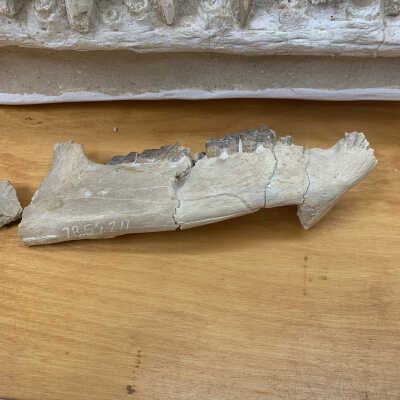 Merycoidodon(?)