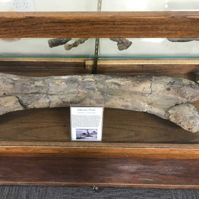 Hadrosaur (?) Femur (?)