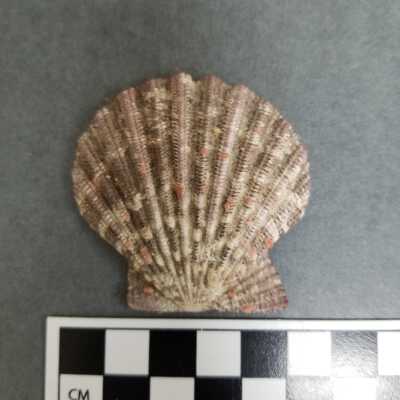 Seashell