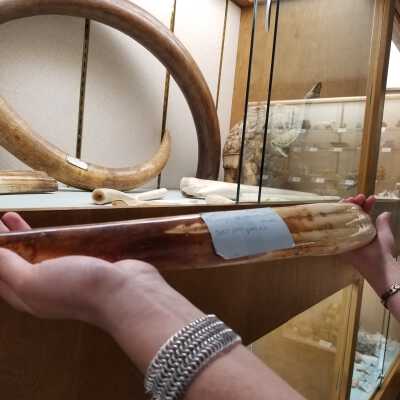 Walrus Tusk