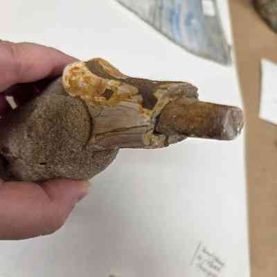 Close up of core extending from outer bone material