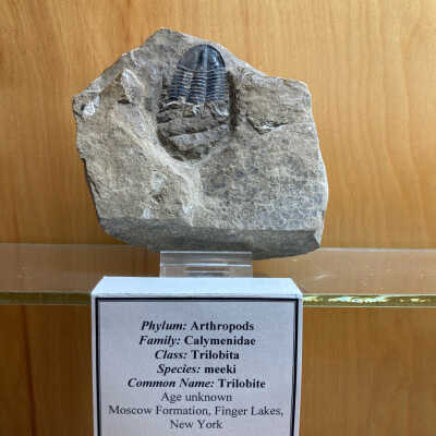 Trilobite